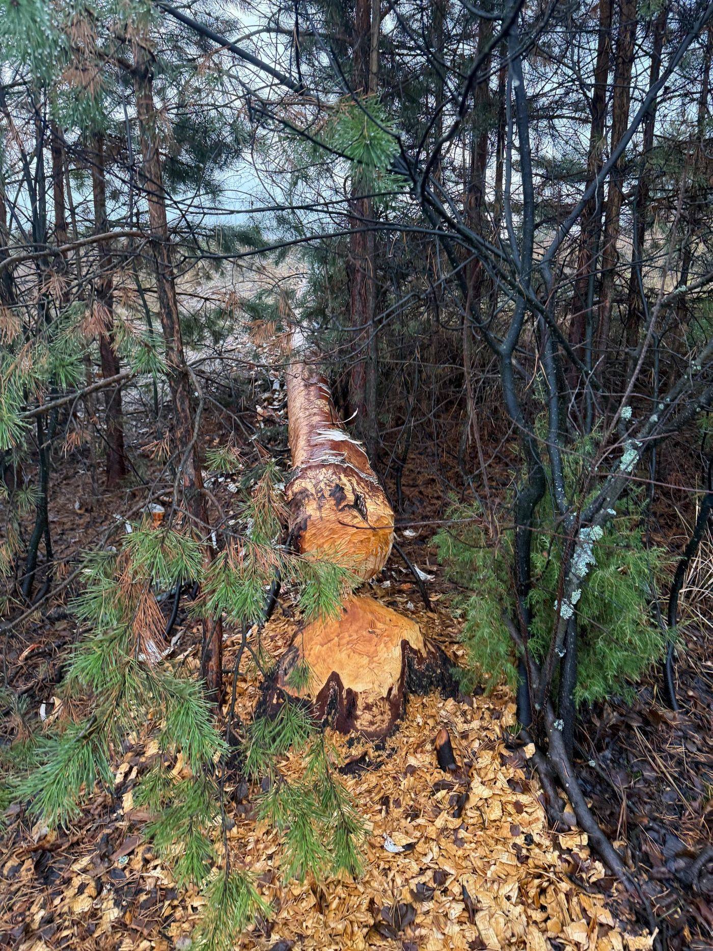 Следы бобра на сосне