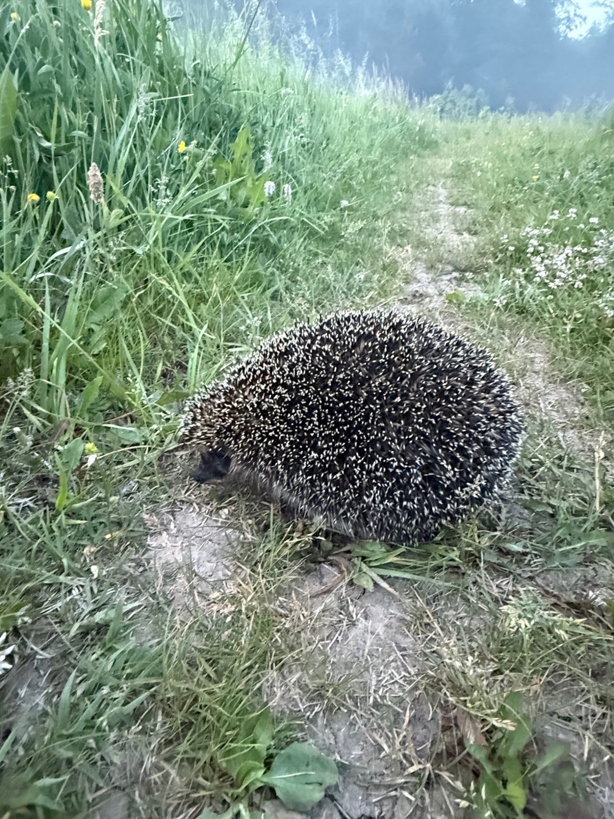 Ёж на лесной тропе