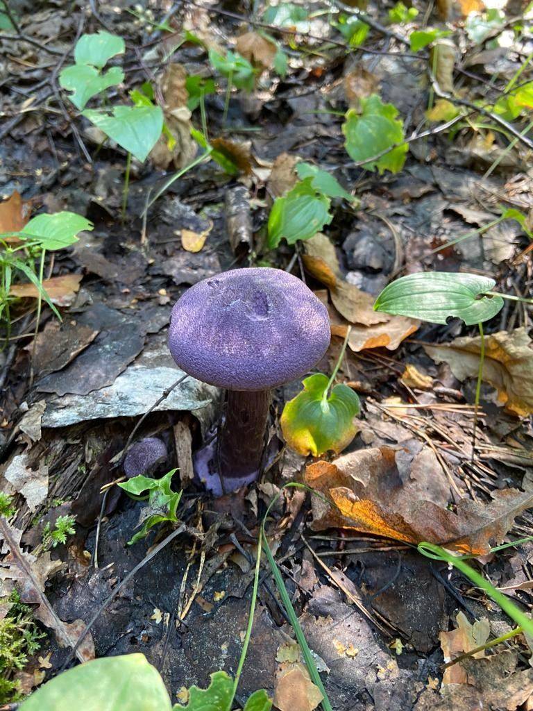 Лесной гриб