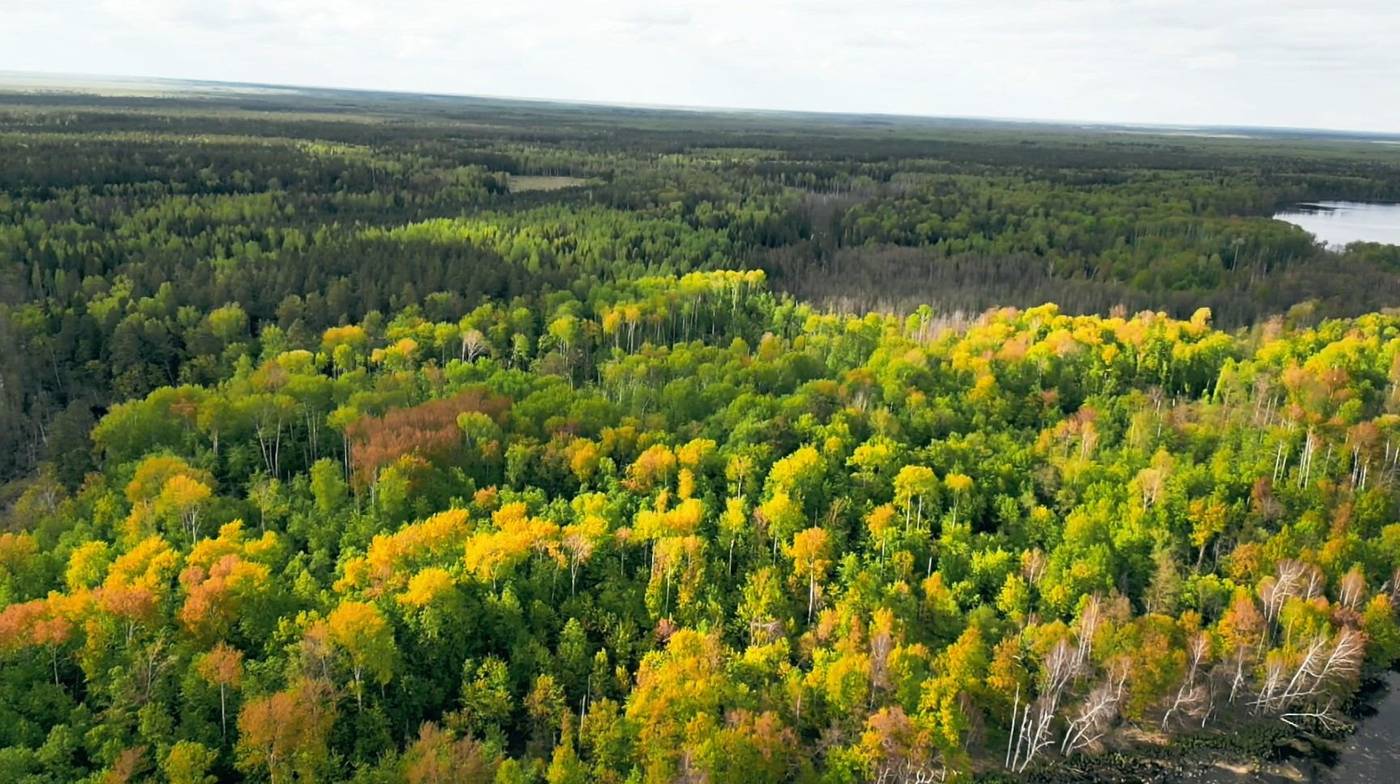 Леса с высоты