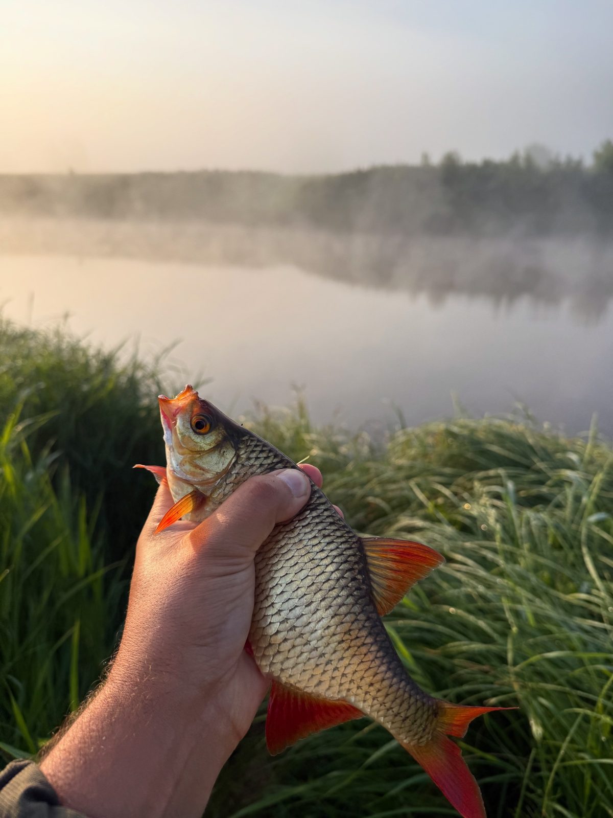 Утренняя рыбалка